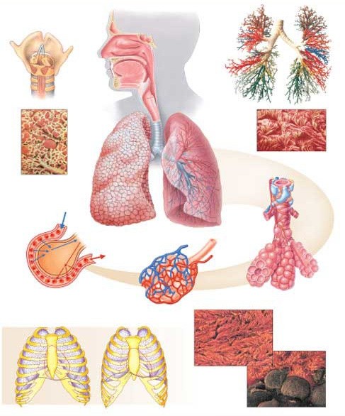 Органы дыхания
